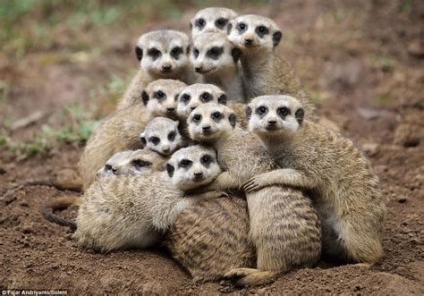 Meerkat Group Hug Aww