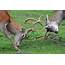 Two Male Deer Fighting Stock Image Of Meadow  33669941