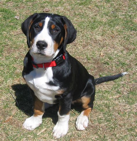 Prism Greater Swiss Mountain Dogs Puppies