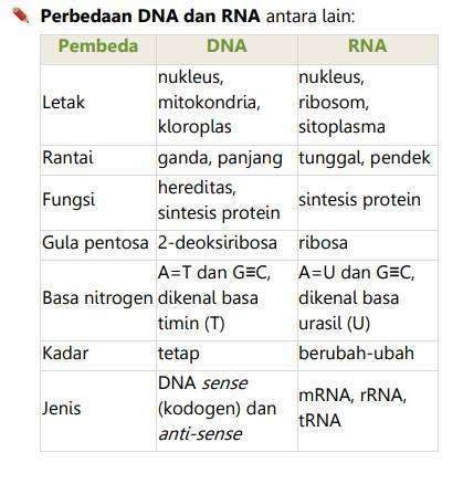 Apa Perbedaan RNA Dan DNA Versus Beda