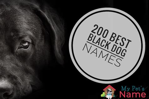 Black Dog Names 200 Beautiful Names For Black Dogs My Pets Name