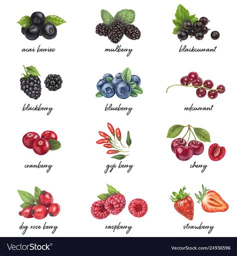 Fresh Berries List With Names Royalty Free Vector Image