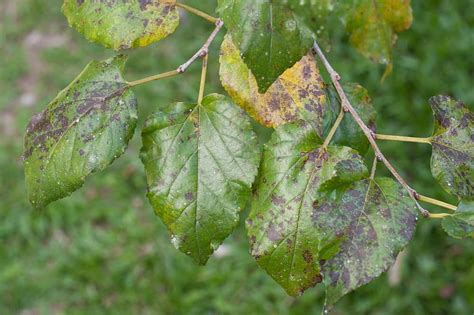 What Is Septoria Leaf Spot And How To Prevent Treat It