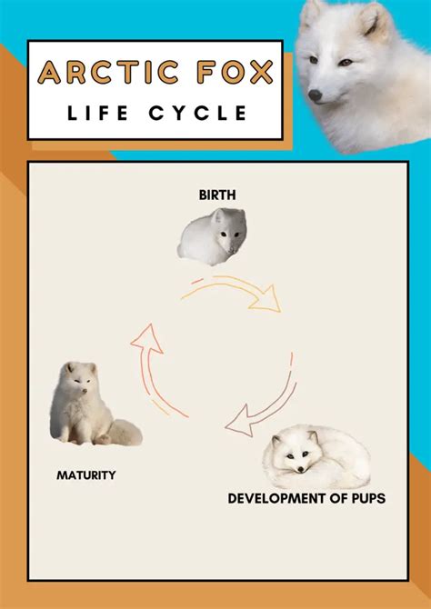 What Is An Arctic Foxs Life Cycle Frosty Arctic