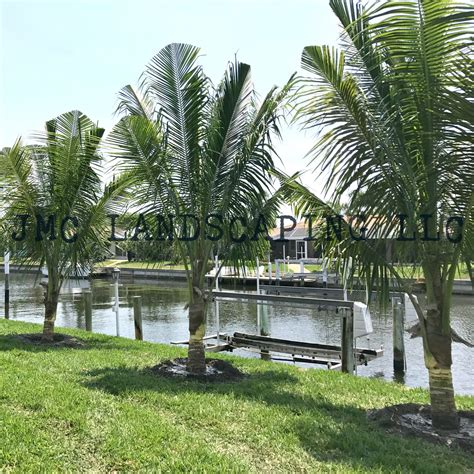 Top Quality Coconut Palm Trees In Florida Cocos Nucifera Palm