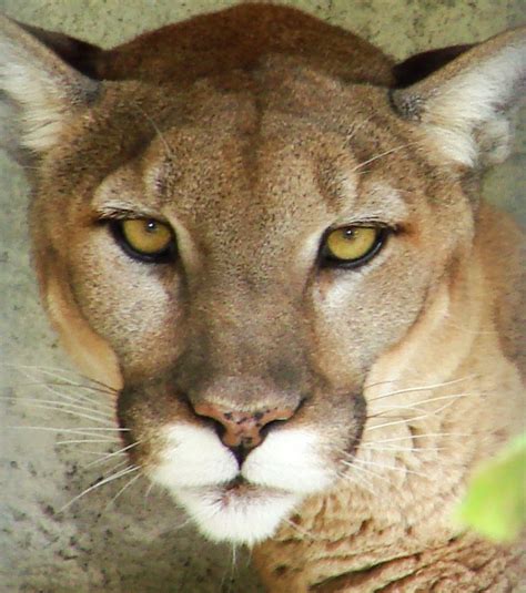 Cougar Eyes This Puma Concolor Is At The Brec Zoological P Marsh