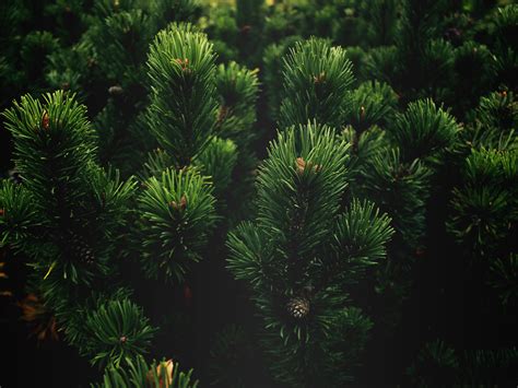 Tree Pine Green Iphone Wallpaper Idrop News