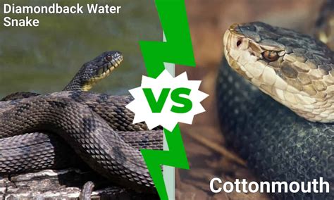 Diamondback Water Snake Vs Cottonmouth Whats The Difference A Z