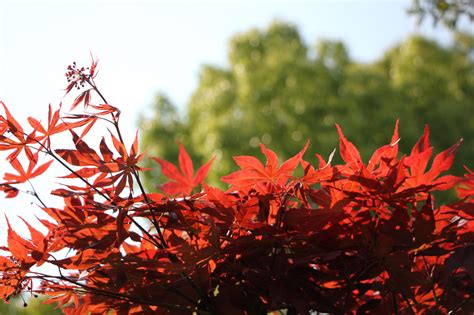 Wallpaper Maple Leaf Leaves Plants Nature Sunlight Red Branch