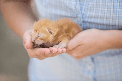 Cara memandikan anak kucing yang terakhir adalah keringkan anak kucing menggunakan handuk hingga kering. Membawa Balik Anak Kucing Baharu ke Rumah | Penjagaan ...