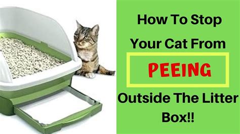 How To Stop Your Cat From Peeing Outside The Litter Box Cat Spraying