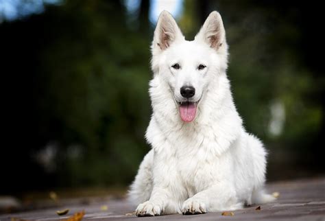 Ultimate White German Shepherd Care Guide 6 Must Know