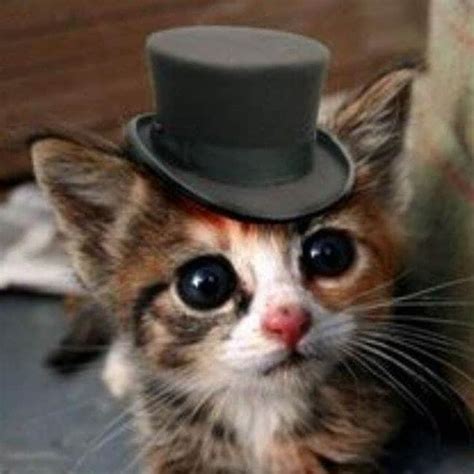 32 Insanely Adorable Cats Wearing Hats