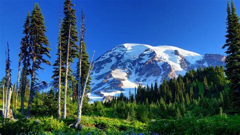 Rainier Mountains With Snow And Trees Grass Flowers Slope Nature Hd