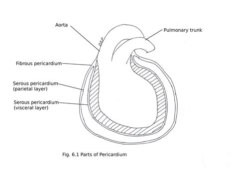 Pericardium And Heart Myhumananatomy