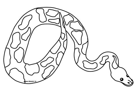Their slimy bodies and cold gaze create. Free Printable Snake Coloring Pages For Kids