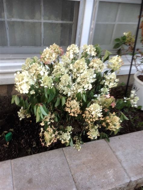 Sorry, they don't play along. Quickfire hydrangea flowers turning brown - Ask an Expert