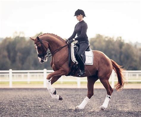 Most coat types will need to be tamed from the wild. Black Thoroughbred | Horses, Dressage horses, Cute horses