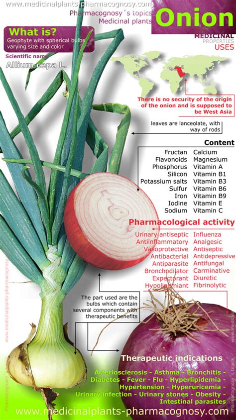 Onion Benefits Infography Pharmacognosy Medicinal Plants