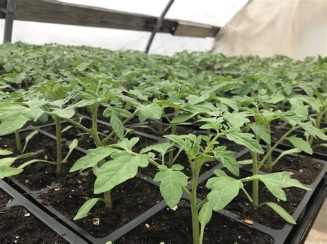 The most complete information about stores in brunswick, maine: Sound Pine Farm | Free Choice Vegetable CSA in Brunswick ...