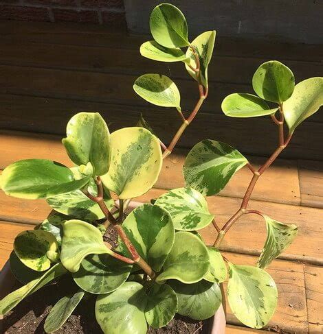 Rubber plants/other indoor plants are, as a general rule, very bad for your pet so it's recommended to not keep those in rooms where your cat might wander. American Baby Rubber Plant - Peperomia obtusifolia