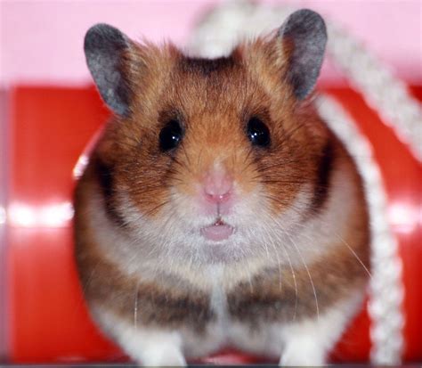 √ 6 Types Of Most Popular Hamster Breeds Hamster Hamster Breeds Breeds