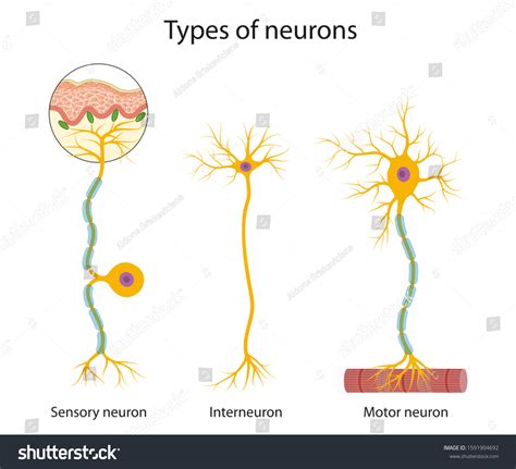 Sensory Neuron Skin Images Stock Photos Vectors Shutterstock