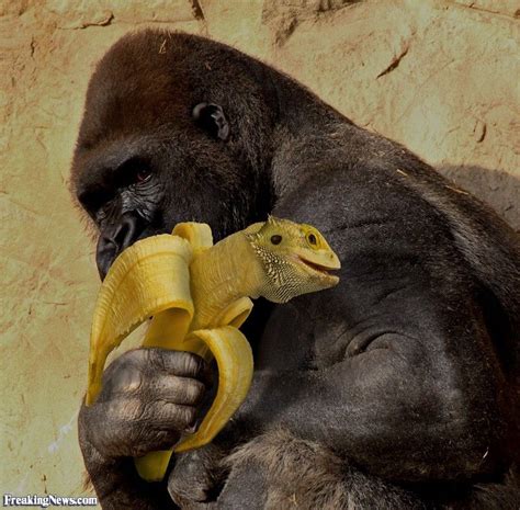 Gorilla Eating Banana Lizard Lizard Eating Bananas Gorilla