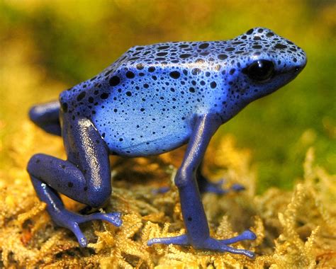 Amazing Poison Dart Frog Poison Frog Facts Photos Information
