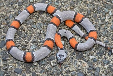 Grey Banded Kingsnake Facts And Pictures