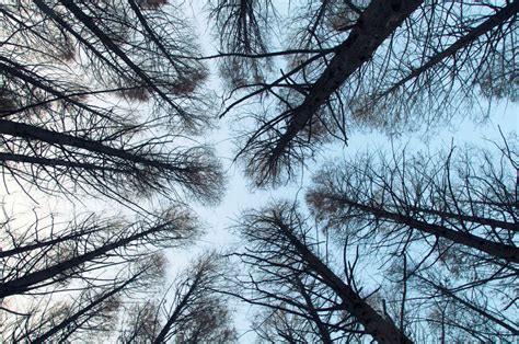 20 Forest Photography Ideas For Your Inspiration