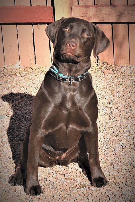Boxer labrador retriever golden retriever german shepherd purebred mix. Lab Puppies For Adoption Tulsa - Puppy And Pets