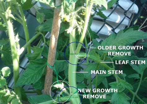 Side Shoots On Cordon Tomato Plant Tips For Growing Tomatoes Growing