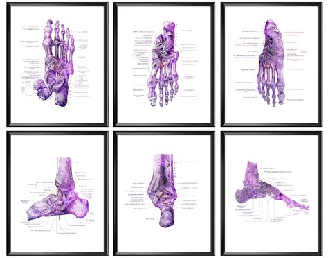 Anatomical Foot Poster Set Of 6 Labeled Foot Bones Diagram Etsy Uk