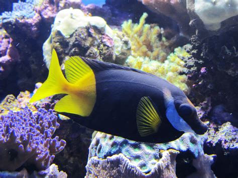 Bicolor Rabbitfish Fish Pet Pets Animals