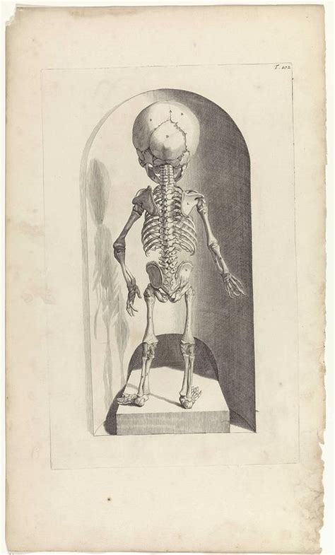 Anatomical Study Of The Skeleton Of A Fetus Back Pieter Van Gunst