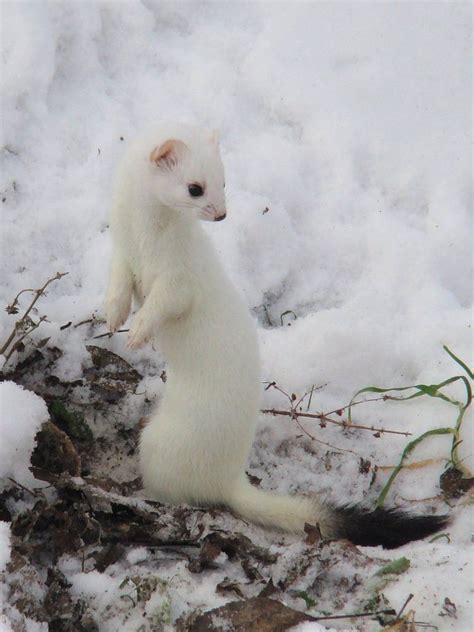 Beautiful Cute Ferrets Animals Beautiful Cute Animals