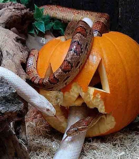 Corns Snakes Enjoyed Exploring Their Pumpkin Pumpkin Carving Pumpkin