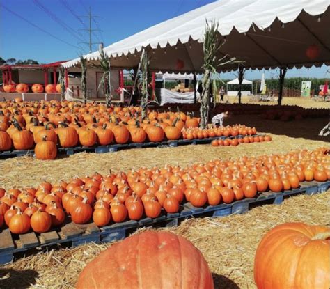 Here Are The 8 Absolute Best Pumpkin Patches In Southern California To