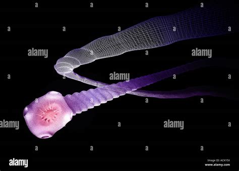 Tapeworm Stock Photo Alamy