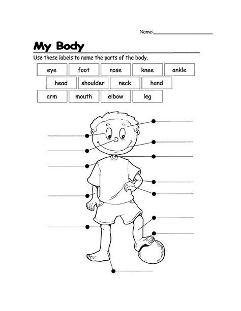 Human Body Worksheets For Preschoolers Free Worksheets Samples