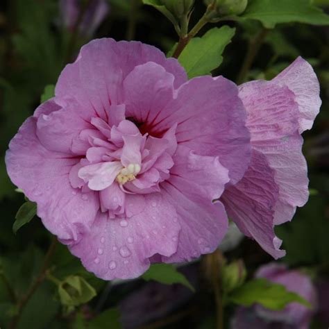 Hibiscus Syriacus Lavender Chiffon Buy Plants At Coolplants