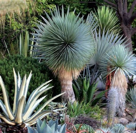 Yucca Rostrata Desert Plants Plants