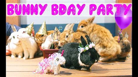 Birthday Bunny Birthday Cards
