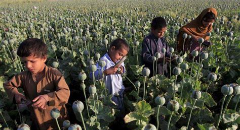 La producción de opio aumenta un 43% en Afganistán en el ...