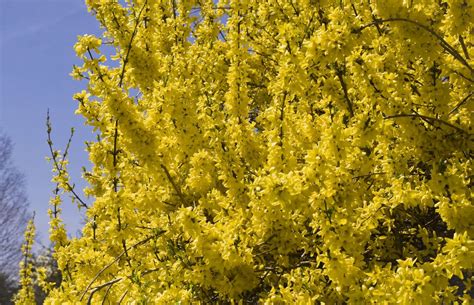 Azirbuild Yellow Flowering Bush Spring 10 Best Flowering Trees And