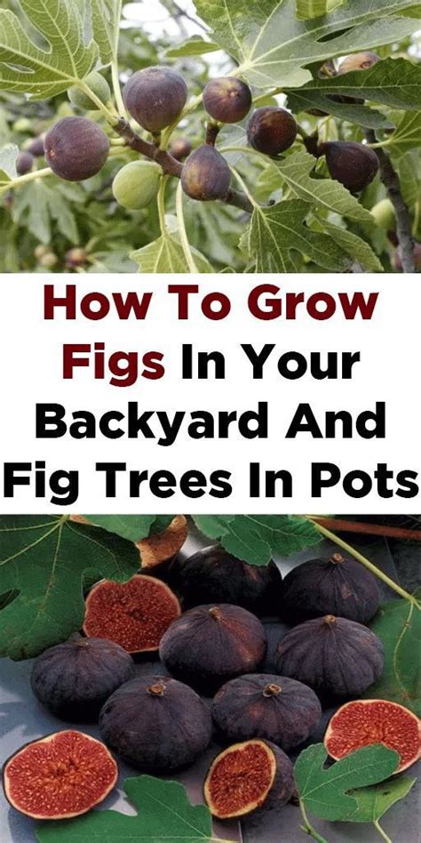 Growing Fig Trees Growing Fruit Growing Food Growing Vegetables