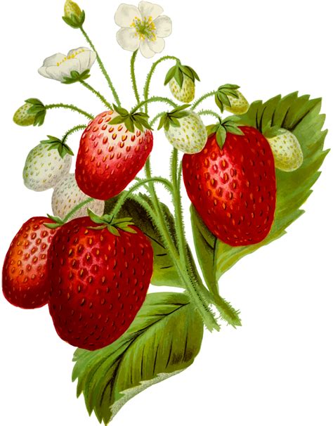 Onlinelabels Clip Art Strawberries 2