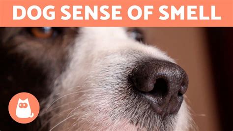 5 Fun Facts About A Dogs Sense Of Smell 🐶👃🏻 Youtube