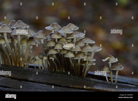 Mushrooms In The Forest Non Edible Stock Photo Alamy